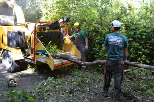 tree services Carterville